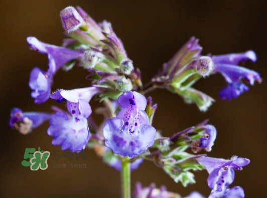 貓薄荷人能吃嗎？貓薄荷能吃嗎？