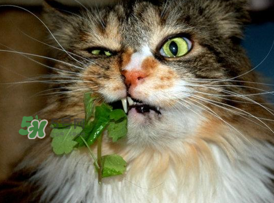 貓薄荷人能吃嗎？貓薄荷能吃嗎？