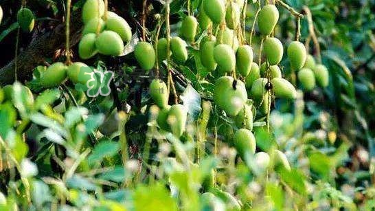 孕晚期能吃芒果嗎？孕晚期吃了很多芒果對胎兒好嗎？