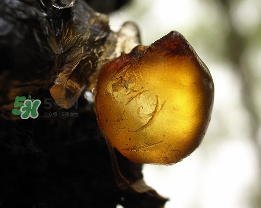 桃膠什么顏色的好？桃膠顏色深色好還是淺色好