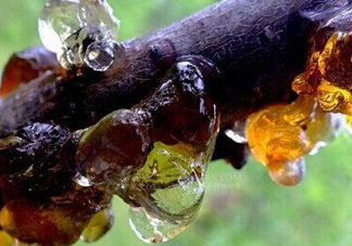 桃膠是桃樹上的膠嗎？桃膠是什么味道