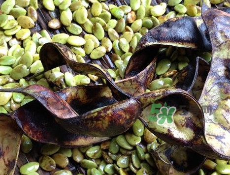 皂角米有沒有美容功效？吃皂角米美容靠不靠譜？