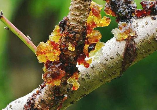 桃膠是什么東西？女性吃桃膠有什么好處