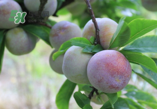 芙蓉李的營養(yǎng)價值 芙蓉李的功效與作用