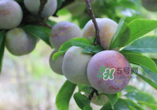 芙蓉李多少錢一斤？芙蓉李價(jià)格