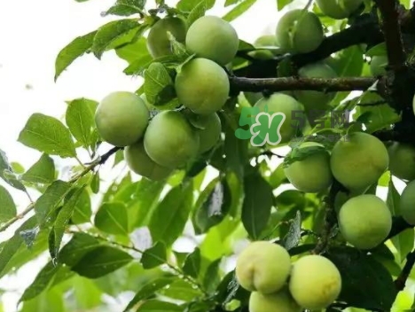 芙蓉李多少錢一斤？芙蓉李價(jià)格