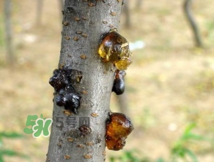 桃膠是桃樹上的膠嗎？桃膠是什么味道