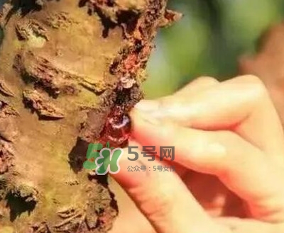 桃膠是桃樹上的膠嗎？桃膠是什么味道