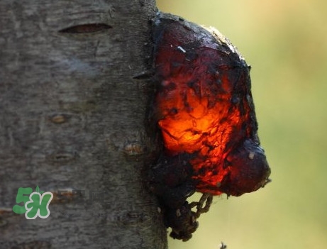 桃膠什么時候采摘最好？桃膠什么時候吃最好