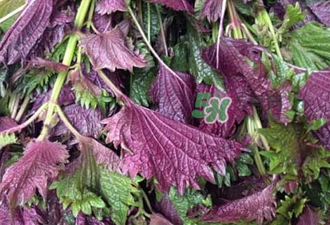 紫蘇葉的營養(yǎng)價值_紫蘇葉的功效與作用及食用方法 紫蘇葉的營養(yǎng)價值_紫蘇葉的功效與作用及食用方法