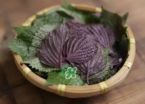 紫蘇葉的營養(yǎng)價值_紫蘇葉的功效與作用及食用方法 紫蘇葉的營養(yǎng)價值_紫蘇葉的功效與作用及食用方法