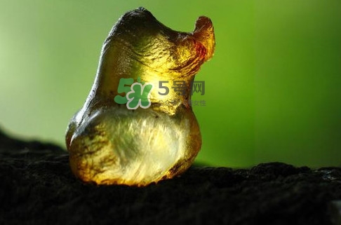 桃膠幾月份可以采摘？桃膠幾歲小孩能吃