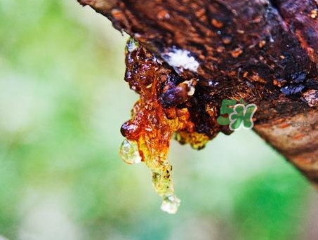 桃膠幾天吃一次好？桃膠最好多久吃一次