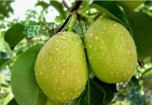 香梨是熱性還是涼性？香梨酸性還是堿性？