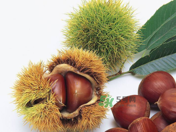 板栗和什么煲湯最好？板栗湯做法大全