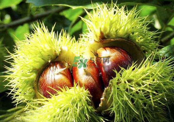 板栗和什么煲湯最好？板栗湯做法大全