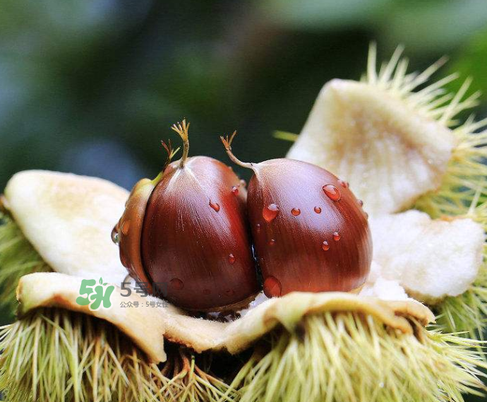 板栗生吃有什么好處？板栗生吃的功效