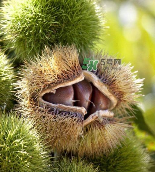 板栗生吃有什么好處？板栗生吃的功效