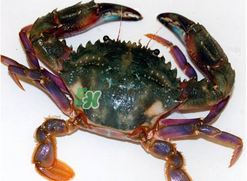 蘭花蟹蒸多長時間？蘭花蟹的做法