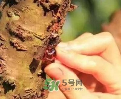 桃膠適合什么人吃？吃桃膠會上火嗎？