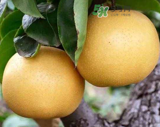 豐水梨和雪梨哪個(gè)好？豐水梨和雪梨的區(qū)別