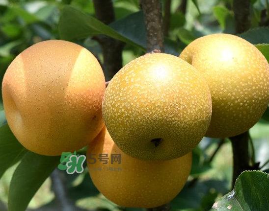 豐水梨和雪梨哪個(gè)好？豐水梨和雪梨的區(qū)別