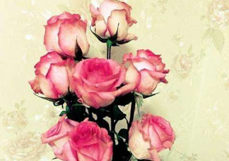 roseonly怎么讀？roseonly怎么讀在線讀？