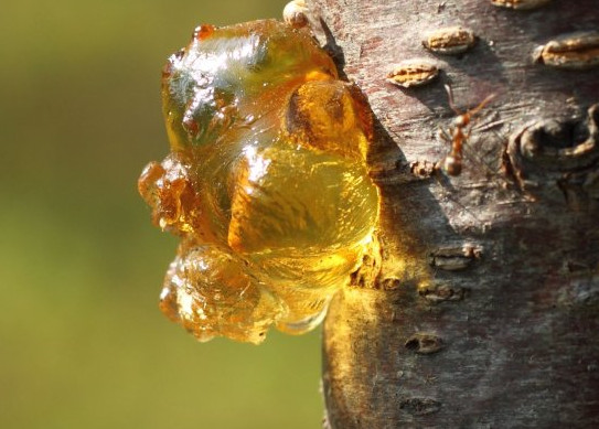 桃膠是什么東西？女性吃桃膠有什么好處