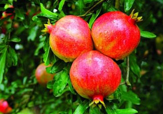 石榴多少錢一斤？石榴多少錢一斤2017？