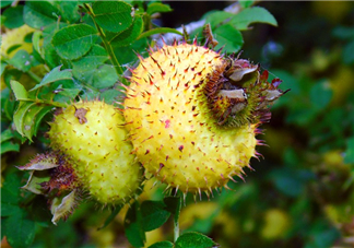 刺梨泡水喝能降血壓嗎？刺梨治療高血壓有用嗎？