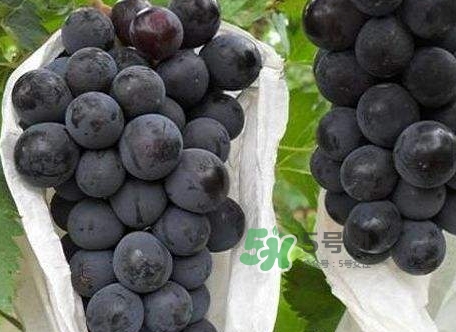 黑葡萄的營養(yǎng)價值_黑葡萄的功效與作用及飲食禁忌 黑葡萄的營養(yǎng)價值_黑葡萄的功效與作用及飲食禁忌