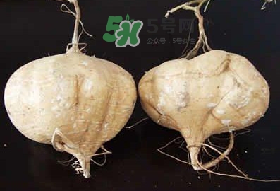 涼薯是什么東西？涼薯是地瓜嗎？