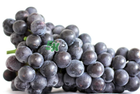 戶太八號什么時(shí)候成熟？戶太八號幾月份成熟？