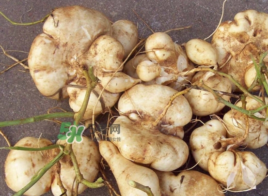 涼薯是水果嗎？涼薯是發(fā)物嗎