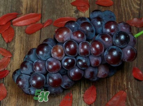 戶太八號多少錢一斤？戶太八號為什么在全國很有名？