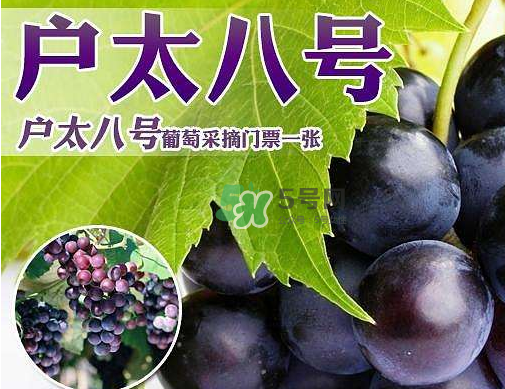 戶太八號多少錢一斤？戶太八號為什么在全國很有名？