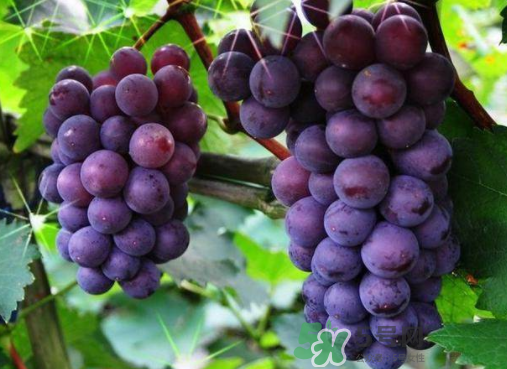 戶(hù)太八號(hào)和巨峰哪個(gè)好？戶(hù)太八號(hào)和巨峰的區(qū)別