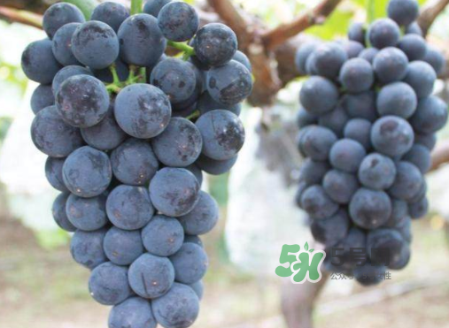 戶(hù)太八號(hào)和巨峰哪個(gè)好？戶(hù)太八號(hào)和巨峰的區(qū)別