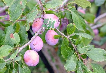 西梅是酸性還是堿性食物？西梅是甜的還是酸的