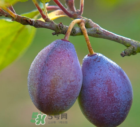 吃西梅上火嗎？新鮮西梅怎么吃