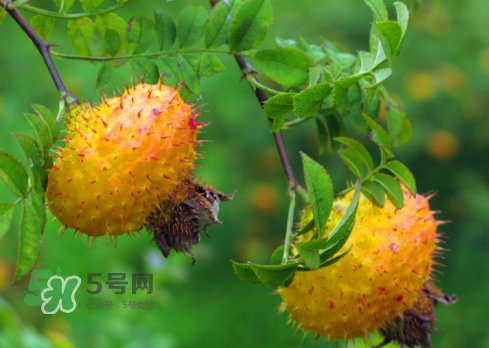 刺梨怎么吃？刺梨正確吃法