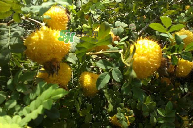 刺梨怎么吃？刺梨正確吃法