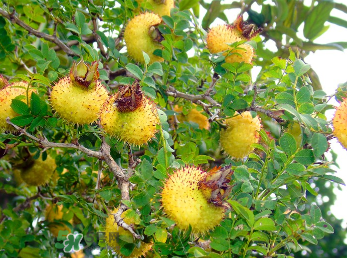 刺梨怎么吃？刺梨正確吃法