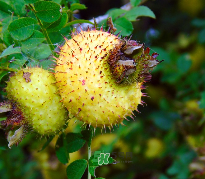 刺梨泡茶能經(jīng)常喝嗎？刺梨泡水喝禁忌多