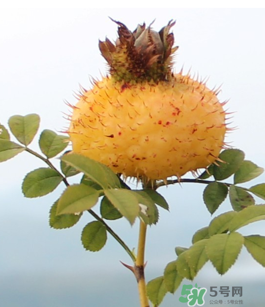 刺梨泡茶能經(jīng)常喝嗎？刺梨泡水喝禁忌多