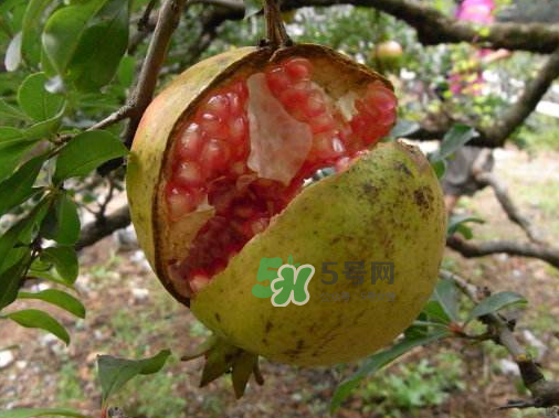 石榴為什么會(huì)裂開？石榴裂果是怎么回事？