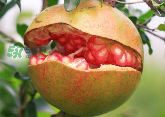 石榴為什么會(huì)裂開？石榴裂果是怎么回事？