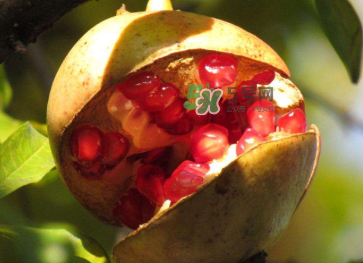 石榴為什么會(huì)裂開？石榴裂果是怎么回事？