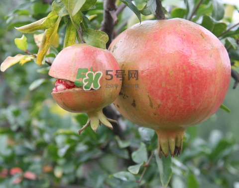 石榴為什么會爛？石榴怎么存放不會爛？