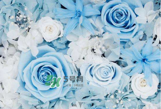 野獸派永生花會死嗎？野獸派永生花是什么？